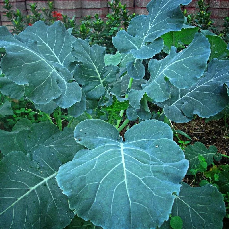 2026_06_06_3099847