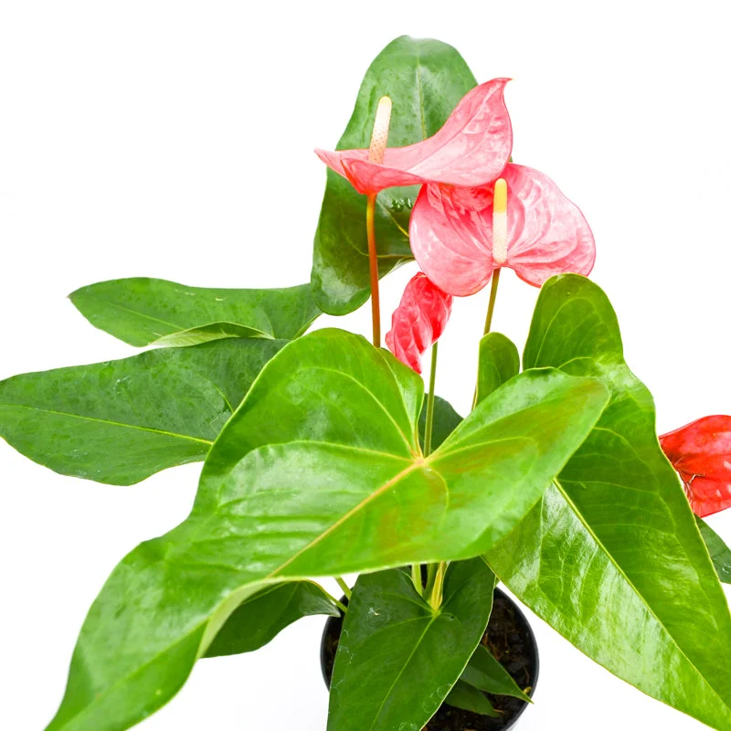 2026_06_06_3101313