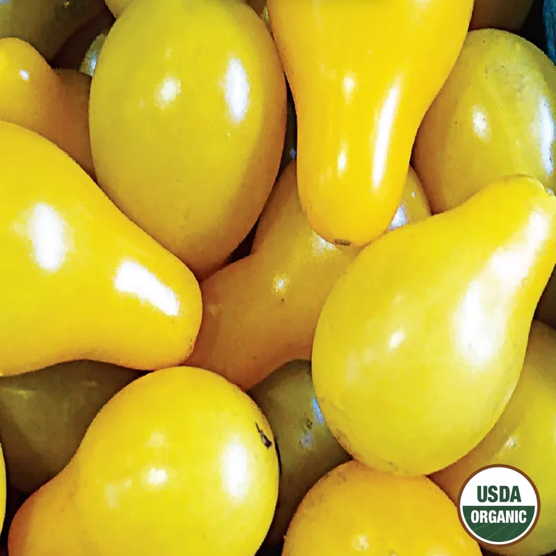 2026_06_06_3104606