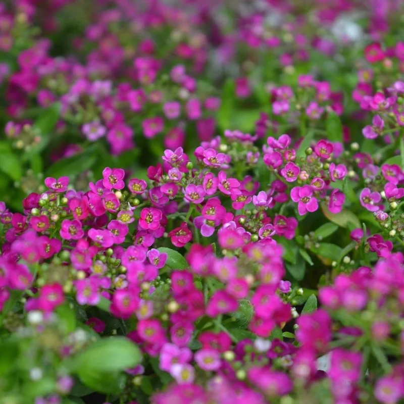 2026_06_06_3118121