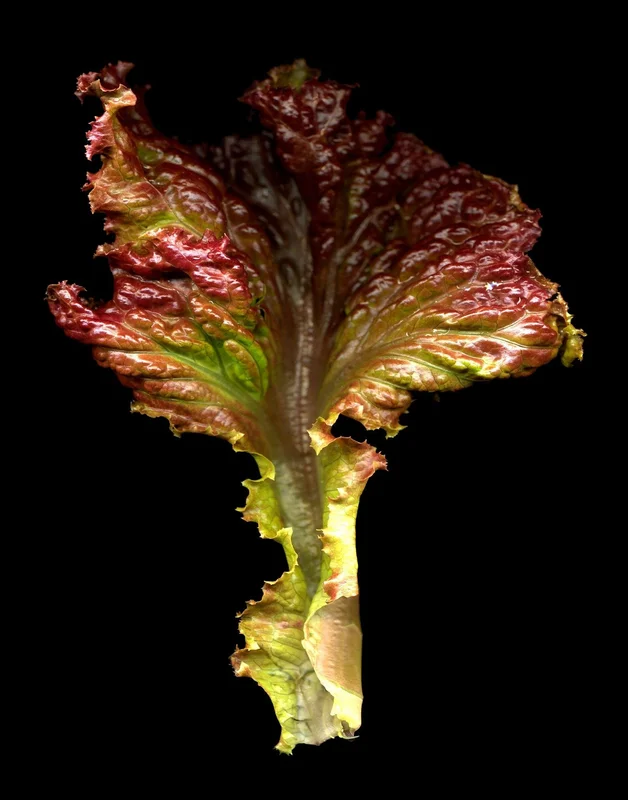 2026_06_06_3118325