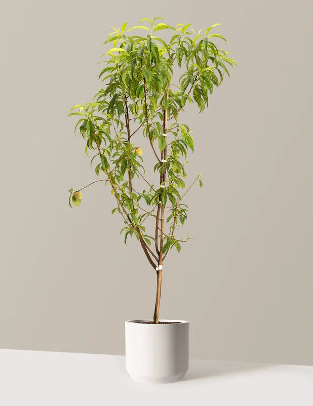 2026_06_06_3119311