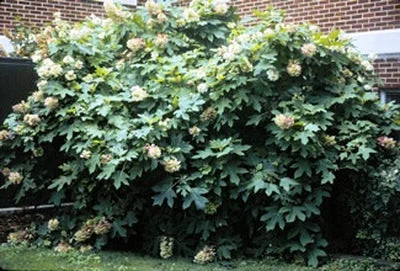 2026_06_06_3124145