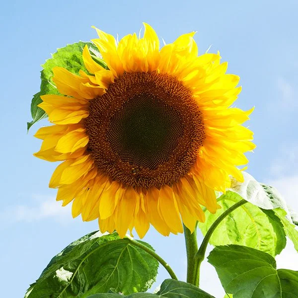 2026_06_06_3125520