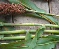 2026_06_06_3128192
