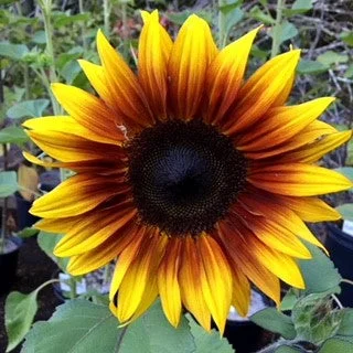 2026_06_09_3443486