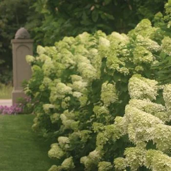 2026_06_09_3450037
