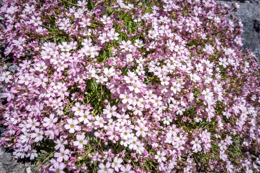 2026_06_09_3452595