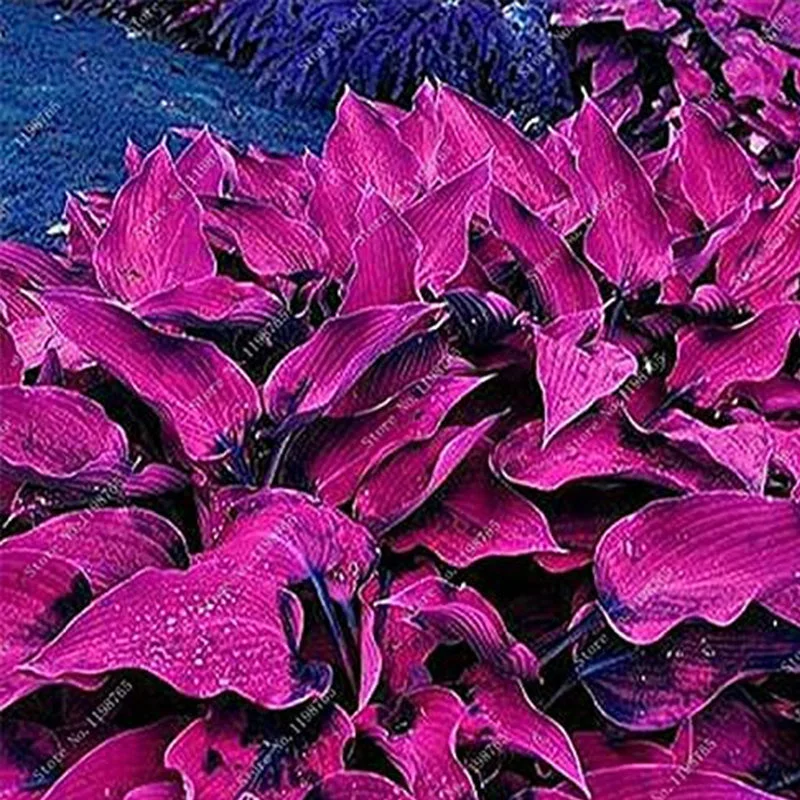 2026_06_09_3456851