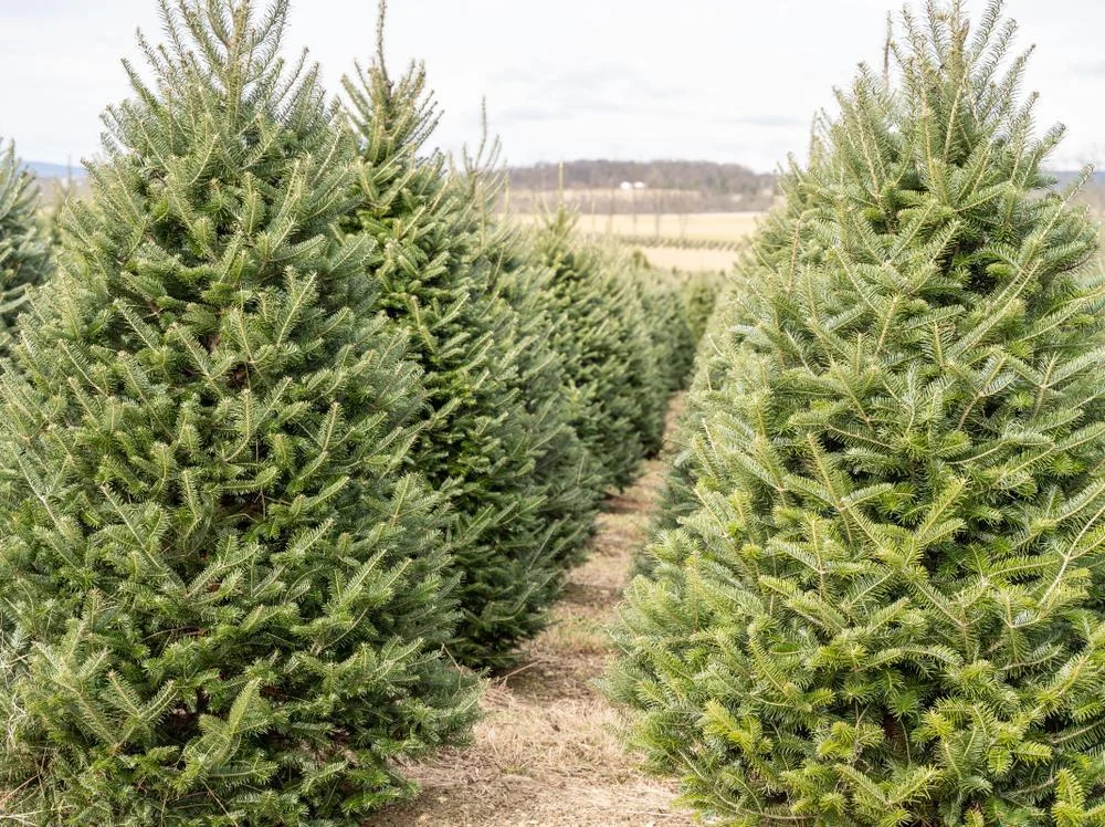 2026_06_09_3458360