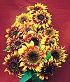 2026_06_09_3459428