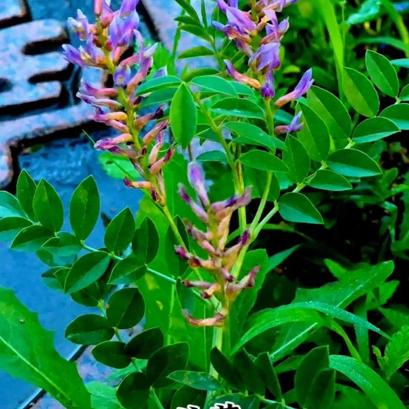 2026_06_09_3469030