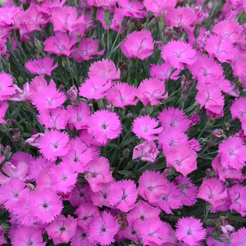 2026_06_09_3471410