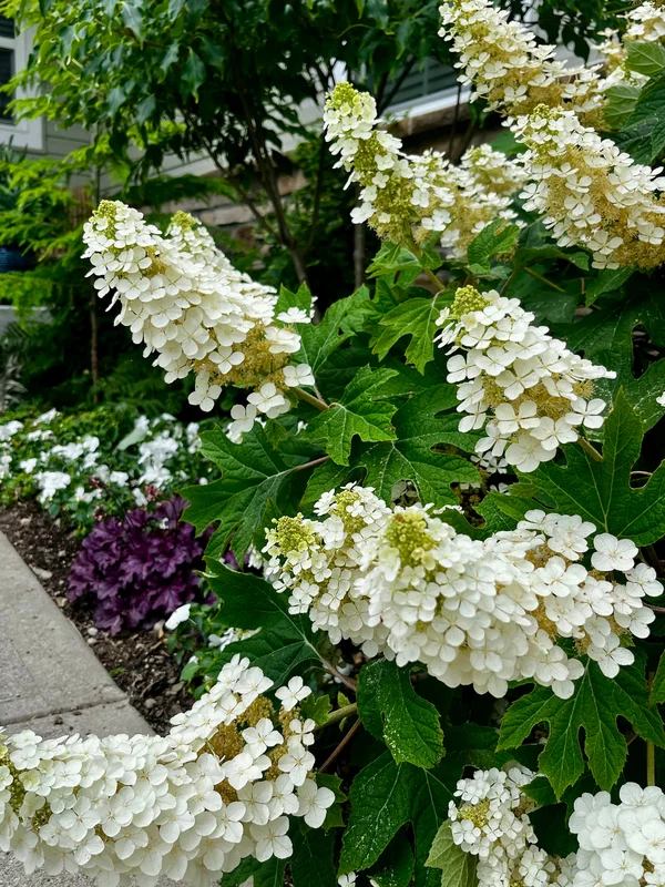 2026_06_09_3484444