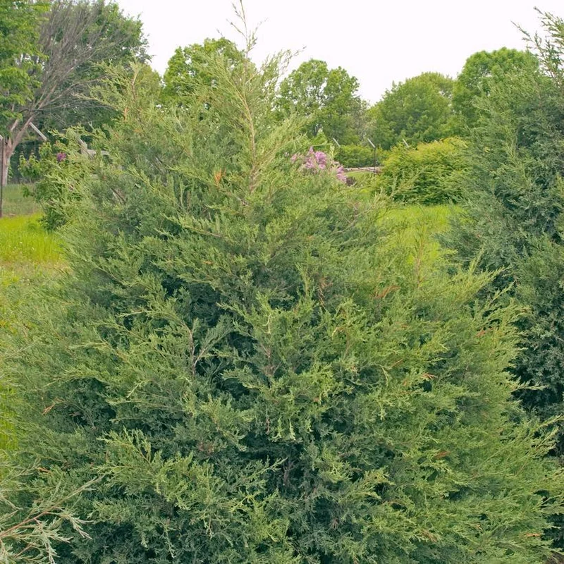 2026_06_10_3503532