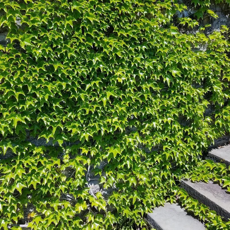 2026_06_10_3505252
