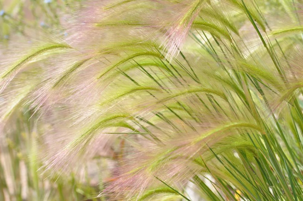 2026_06_10_3536900